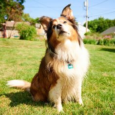 a brown and white dog sitting in the grass