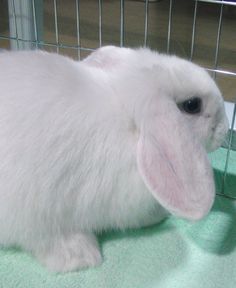 a white rabbit sitting inside of a cage