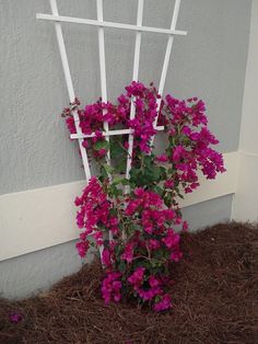 purple flowers growing out of the ground in front of a white trellis with pink flowers