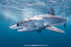 a great white shark swimming in the ocean