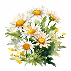 a bouquet of daisies and leaves on a white background with watercolor paint effect