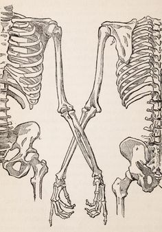 an image of the bones of two different types of human body parts, vintage engraved etching