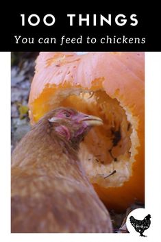 a close up of a chicken near a pumpkin with the words cut the feed bill