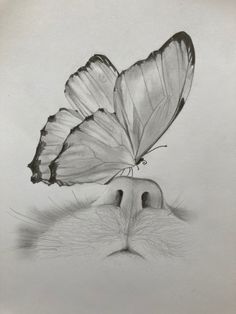 a pencil drawing of a cat's face with two butterflies on top of it