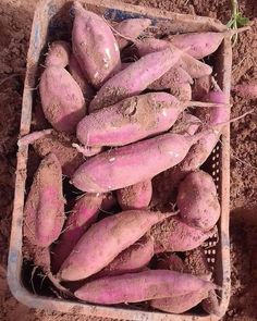 purple sweet potatoes are in a basket on the ground, with dirt around them and sprouts growing