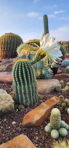 a cactus garden with rocks and cacti