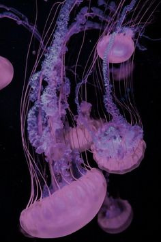 purple jellyfish swimming in the dark water