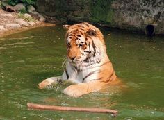 a tiger in the water with a stick