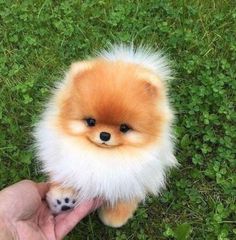 a person holding a small brown and white dog on top of green grass with it's paw in the air