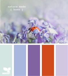 the color scheme is purple, orange and white with a ladybug on it