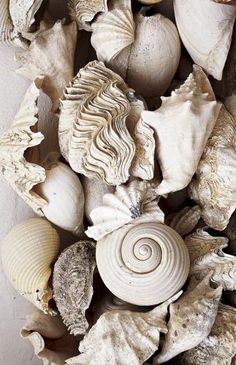 sea shells and seashells are arranged together