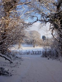 a snow covered field with trees in the foreground and a fence to the right