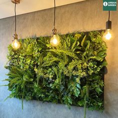 a green wall with lights hanging from it's sides and plants growing on the side