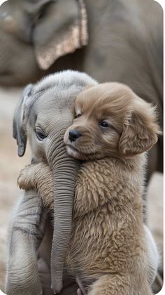 two baby elephants are playing with each other