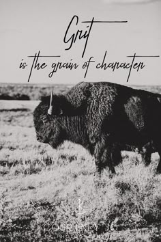 a black and white photo of a bison with the caption grit is the grain of character