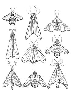 six different kinds of bugs and moths in black and white ink on a white background