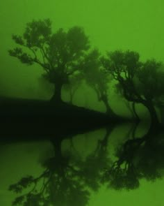 three trees are reflected in the water on a foggy day with green hues