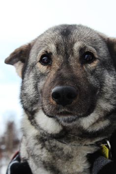 a close up of a dog wearing a backpack and looking at the camera with a serious look on his face