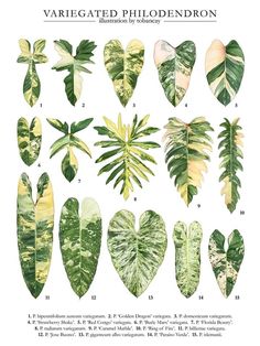 various types of plants and leaves on a white background with the words variegated philoderon