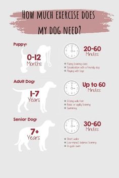 how much exercise does my dog need? info for dogs and their owners to do