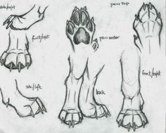 some drawings of different feet and paws