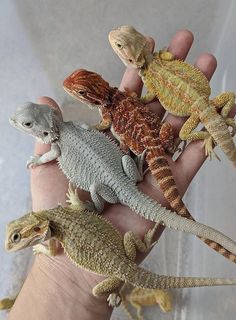 Breaded Dragon, Cute Bearded Dragon, Bearded Dragon Terrarium Ideas, Bearded Dragon Terrarium