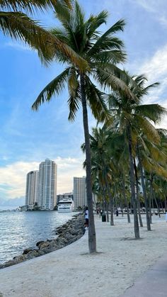 palm trees line the beach in front of buildings