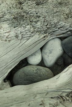 some rocks are in the middle of a tree trunk