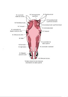 the anatomy of a horse's head and its major muscles, labeled in red