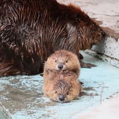 two wet otters cuddle together in the water