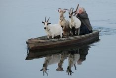 an old man is sitting in a boat with goats on the front and back end