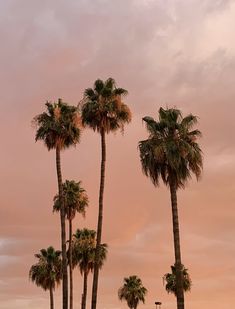 palm trees against a pink sky at sunset