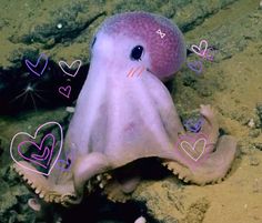 an octopus with hearts drawn on it's face in the sand and under water