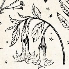 an ink drawing of leaves and stars