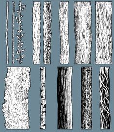 the different types of trees are shown in black and white