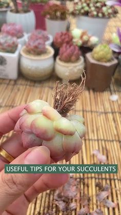 a person holding up a small plant in their hand