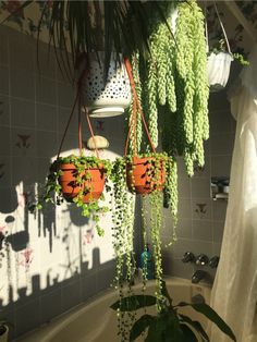 some plants hanging from the ceiling in a bathroom