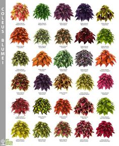 a collection of different types of plants with names on each plant and the same color