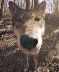 a close up of a dog in the woods