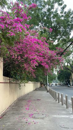 purple flowers blooming on the side of a wall next to a street and sidewalk