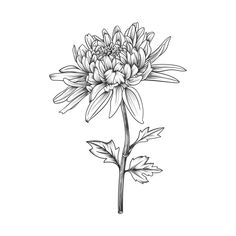 Mum Flowers Tattoo, Flower And Leaves Drawing, Tatouage Haida, Chrysanthemum Flower Drawing, Crisantemo Tattoo, Chrysanthemum Drawing, Chrysanthemum Flower Tattoo, Dahlia Tattoo, Flor Tattoo