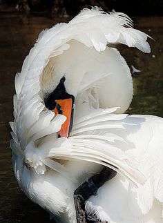 a large white bird with an orange beak in the middle of some water and it's head resting on its feathers