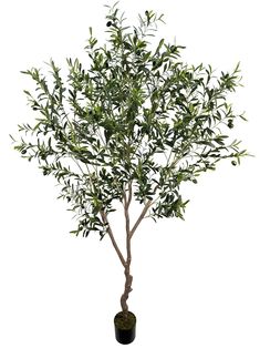 an olive tree in a pot on a white background