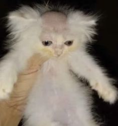 a fluffy white kitten is being held by someone's hand