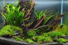 an aquarium filled with green plants and algae growing on the bottom of it's tank