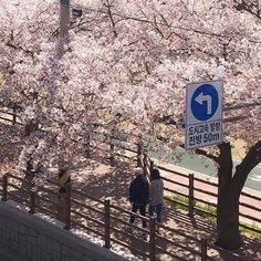 two people are walking under cherry blossom trees