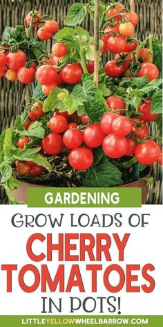 a potted plant with tomatoes growing in it and the words gardening grow loads of cherry tomatoes