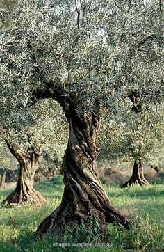 an old olive tree with lots of green leaves in the middle of a grassy field