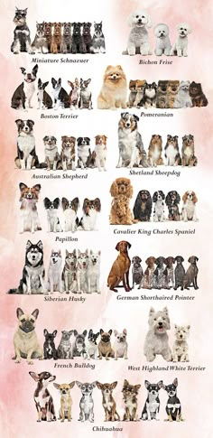 a large poster with many different dogs on it's back side, all in different colors