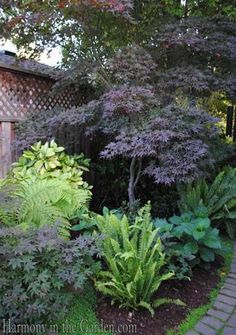 the garden is full of plants and trees